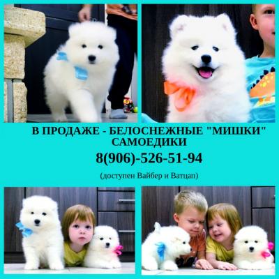 Продам щенка Самоед, самоедская лайка - Россия, Великий Новгород