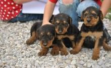 Puppies for sale airedale - Czech Republic, Olomouc