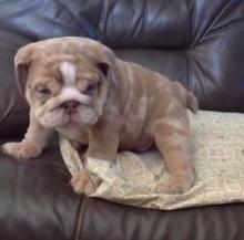 Puppies for sale english bulldog - Turkmenistan, Ashgabat