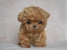 Puppies for sale poodle - Canada, Quebec, Quebec City