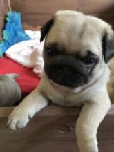 Puppies for sale pug - Latvia, Jekabpils