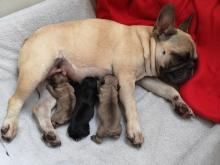 Puppies for sale french bulldog - Germany, Chemnitz