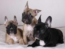 Puppies for sale french bulldog - Finland, Oulu