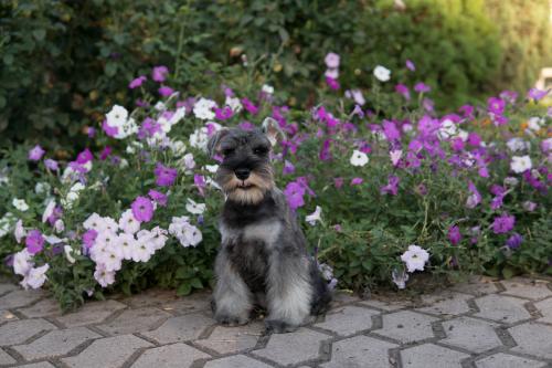 Продам щенка Цвергшнауцер - Украина, Мариуполь. Цена 12000 гривен