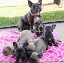 Puppies for sale french bulldog - Poland, Wyszkow