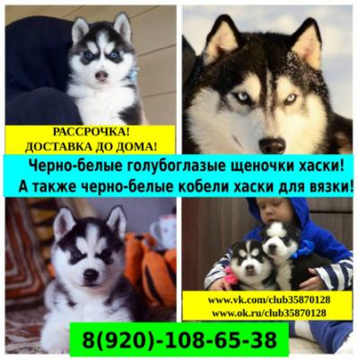 Продам щенка Хаски - Россия, Саранск