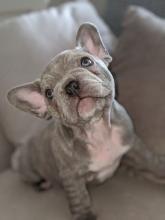 Puppies for sale french bulldog - Sweden, Malmo