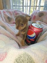 Puppies for sale chihuahua - USA, Florida, Jacksonville