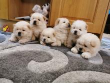 Puppies for sale chow chow - Spain, Valladolid