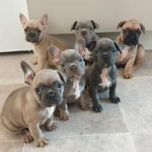 Puppies for sale french bulldog - Latvia, Cesis