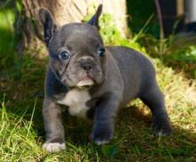 Puppies for sale french bulldog - Slovenia, Ljubljana