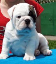 Puppies for sale english bulldog - Poland, Warsaw