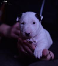Puppies for sale bull terrier - Czech Republic, Prague. Price 1300 €