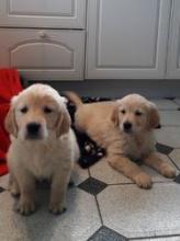 Puppies for sale golden retriever - Cyprus, Paphos