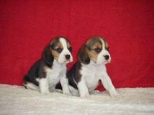 Puppies for sale beagle - Cyprus, Paphos