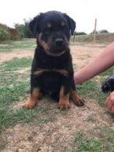 Puppies for sale rottweiler - United Kingdom, Birmingham