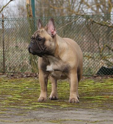 Продам щенка Французский бульдог - Украина, Львов. Цена 500 евро