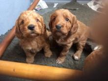 Puppies for sale cocker spaniel - Latvia, Gulbene