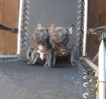 Puppies for sale french bulldog - Ukraine, Donetsk