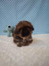 Puppies for sale shih tzu - Sweden, Kalmar