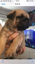 Puppies for sale pug - Portugal, Gondomar