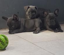 Puppies for sale french bulldog - Spain, Barcelona