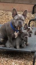 Puppies for sale french bulldog - Estonia, Narva