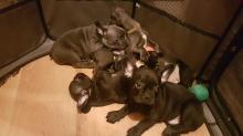 Puppies for sale french bulldog - Denmark, Aalborg