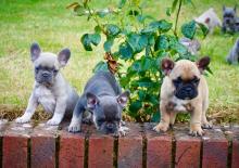 Puppies for sale french bulldog - Luxembourg, Luxembourg