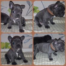 Puppies for sale french bulldog - Lithuania, Kaunas