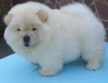 Puppies for sale chow chow - France, Perpignan