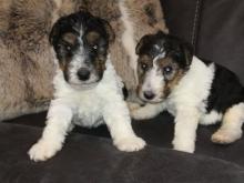 Puppies for sale fokxterer - Lithuania, Kelme