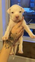 Puppies for sale american bulldog - Georgia, Kutaisi