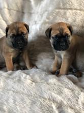 Puppies for sale bullmastiff - Poland, Warsaw