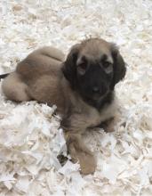 Puppies for sale afghan hound - Slovenia, Subbotitsa