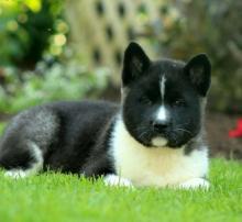 Puppies for sale akita - Estonia, Tallinn