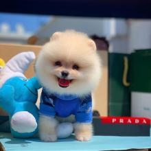 Puppies for sale pomeranian spitz - Greece, Thessaloniki