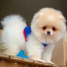 Puppies for sale pomeranian spitz - Estonia, Sillamyae