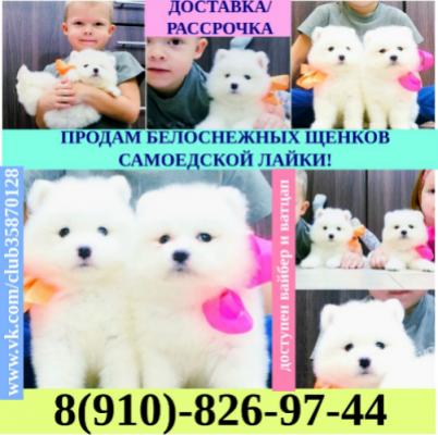 Продам щенка Самоед, самоедская лайка - Россия, Саранск