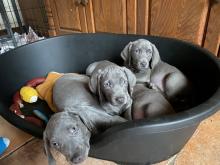 Puppies for sale weimaraner - Portugal, Lisbon