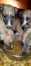 Puppies for sale other breed - France, Orleans