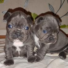 Puppies for sale french bulldog - Bulgaria, Stara Zagora