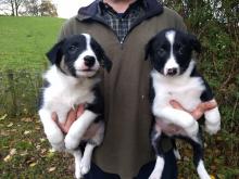 Puppies for sale border collie - Greece, Athens