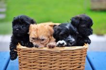 Puppies for sale havanese - Estonia, Sillamyae