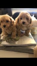 Puppies for sale other breed - France, Evreux