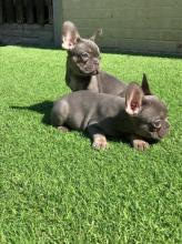 Puppies for sale french bulldog - Luxembourg, Luxembourg