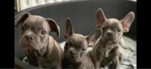 Puppies for sale french bulldog - Austria, Linz