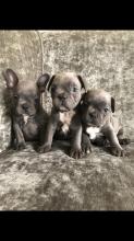 Puppies for sale french bulldog - Italy, Naples