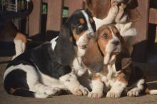 Puppies for sale basset hound - Lithuania, Neringa