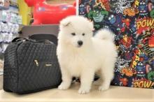 Puppies for sale samoyed dog (samoyed) - Czech Republic, Luhacovice